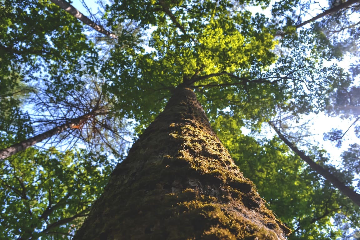 looking up at a tree